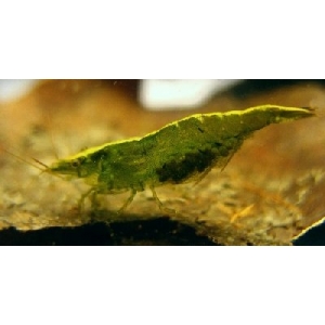 Neocaridina Palmata Green 1cm